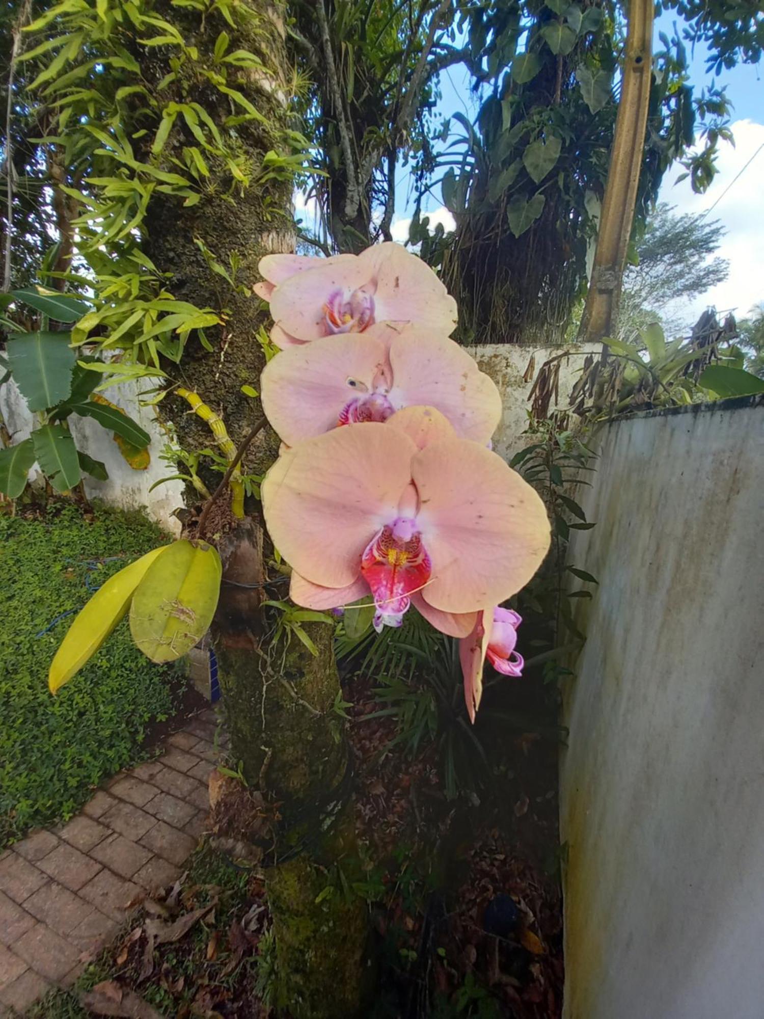 Suite No Condominio Itamambuca - Muito Perto Da Praia !!! Ubatuba Bilik gambar